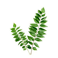 CurryLeaves